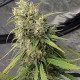 Насіння коноплі C5 Haze x Kali China fem. ACE Seeds