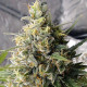 Насіння коноплі C5 Haze x Kali China fem. ACE Seeds