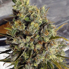 C5 Haze x Kali China feminised (ACE Seeds)