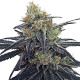 Семена конопли CBD #1 fem. ACE Seeds