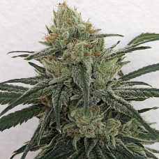 CBD #1 feminised (ACE Seeds)
