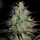 Семена конопли CBD #1 fem. ACE Seeds