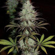 Семена конопли CBD #1 fem. ACE Seeds