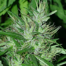 Congo feminised (ACE Seeds)