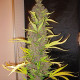 Семена конопли Congo fem. ACE Seeds 