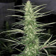 Семена конопли Congo fem. ACE Seeds 