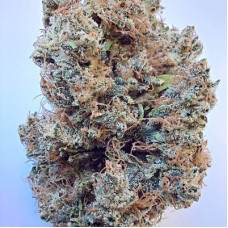Early Evil Haze feminised (ACE Seeds)