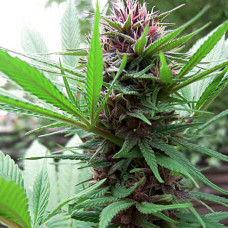 ErdPurt feminised (ACE Seeds)