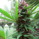 Семена конопли ErdPurt fem. ACE Seeds