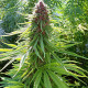 Семена конопли ErdPurt fem. ACE Seeds