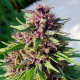 Семена конопли ErdPurt fem. ACE Seeds