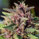Семена конопли ErdPurt fem. ACE Seeds