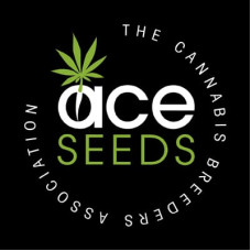 CBD # 1 x PCK morada 2002 I+D feminised (ACE Seeds)