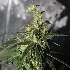 Thai A5 Haze feminised (ACE Seeds)