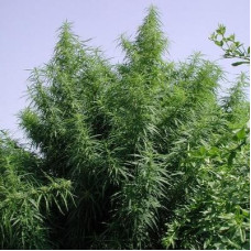 Tropical Mix feminised (ACE Seeds)