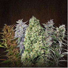 Zamaldelica x A5 Haze I+D feminised (ACE Seeds)