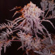 Семена конопли Frosty’s Purple Freak fem. ACE Seeds