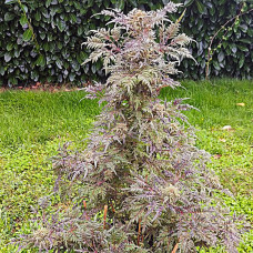 Frosty’s Purple Freak feminised (ACE Seeds)