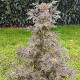 Семена конопли Frosty’s Purple Freak fem. ACE Seeds