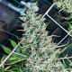 Семена конопли Golden Tiger 3ª versión Thai Dominante fem. ACE Seeds