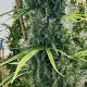 Семена конопли Golden Tiger 3ª versión Thai Dominante fem. ACE Seeds