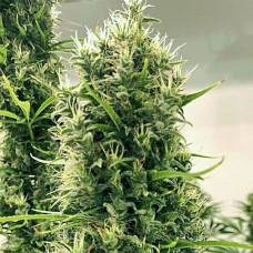 Golden Tiger 3ª versión Thai Dominante feminised (ACE Seeds)