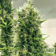 Семена конопли Golden Tiger 3ª versión Thai Dominante fem. ACE Seeds