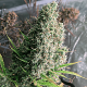 Семена конопли Golden Tiger fem. ACE Seeds