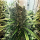 Семена конопли Golden Tiger fem. ACE Seeds