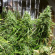 Семена конопли Golden Tiger fem. ACE Seeds