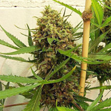 Golden Tiger feminised (ACE Seeds)