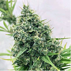 Guawi feminised (ACE Seeds)