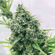 Семена конопли Guawi fem. ACE Seeds