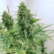 Семена конопли Guawi fem. ACE Seeds
