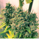 Семена конопли Guawi fem. ACE Seeds