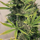 Семена конопли Guawi fem. ACE Seeds