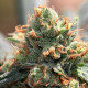 Насіння коноплі HashTonic fem. ACE Seeds