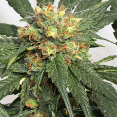 HashTonic feminised (ACE Seeds)