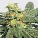 Насіння коноплі HashTonic fem. ACE Seeds