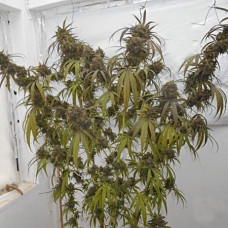Haze X Kali China feminised (ACE Seeds)