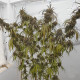 Семена конопли Haze X Kali China fem. ACE Seeds