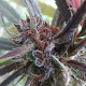 Семена конопли Haze X Kali China fem. ACE Seeds