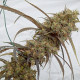Семена конопли Haze X Kali China fem. ACE Seeds