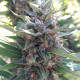 Насіння коноплі Kali China fem. ACE Seeds