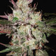 Насіння коноплі Kali China fem. ACE Seeds
