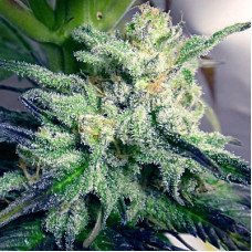 Kali China feminised (ACE Seeds)