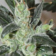 Насіння коноплі Kalidonia fem. ACE Seeds