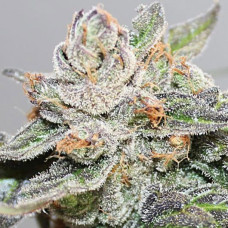 Kalidonia feminised (ACE Seeds)
