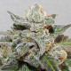 Насіння коноплі Kalidonia fem. ACE Seeds