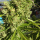 Семена конопли Killer A5 Haze fem. ACE Seeds